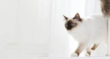 Къде и защо домашните котки са забранени?